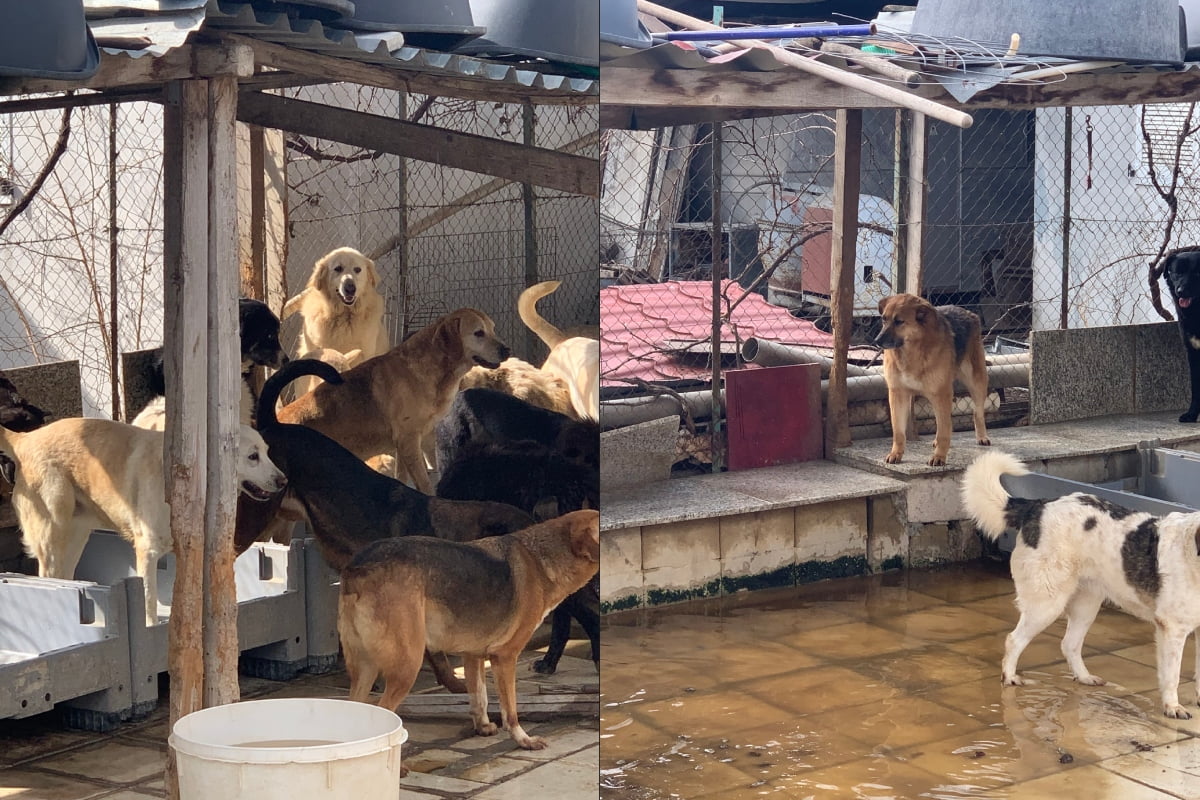 Θεσσαλονίκη: Αθώα η 52χρονη για τα 94 σκυλιά που φιλοξενούσε στο σπίτι της