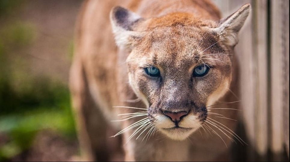 ΗΠΑ: Πούμα σκότωσε 21χρονο και τραυμάτισε σοβαρά τον 18χρονο αδερφό του             