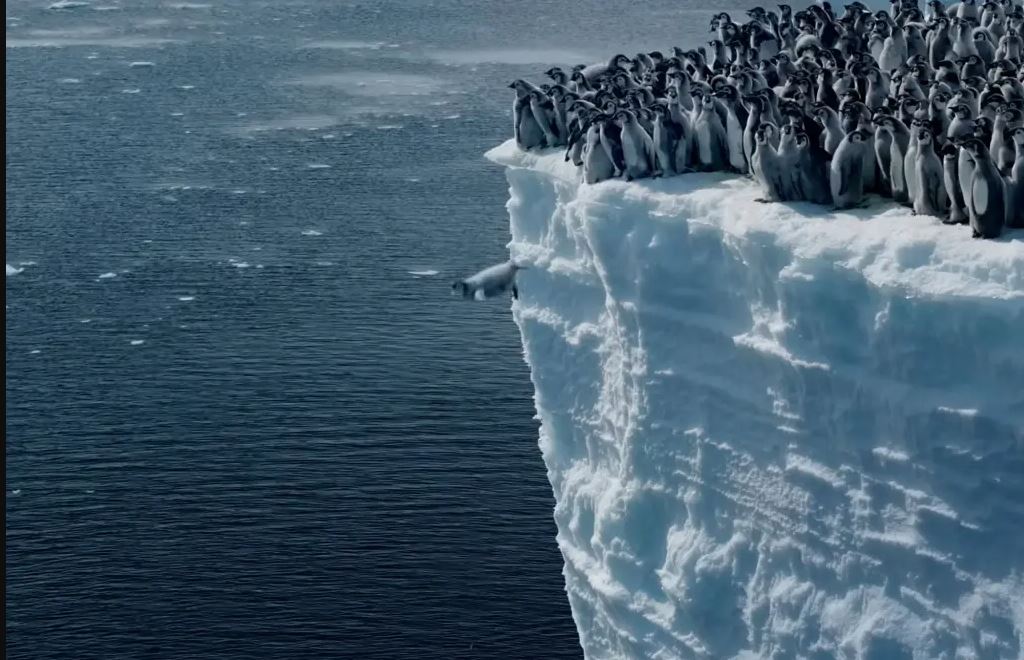 Μοναδικό βίντεο: Μωρά πιγκουίνοι κάνουν την πρώτη τους βουτιά από ύψος 15 μέτρων