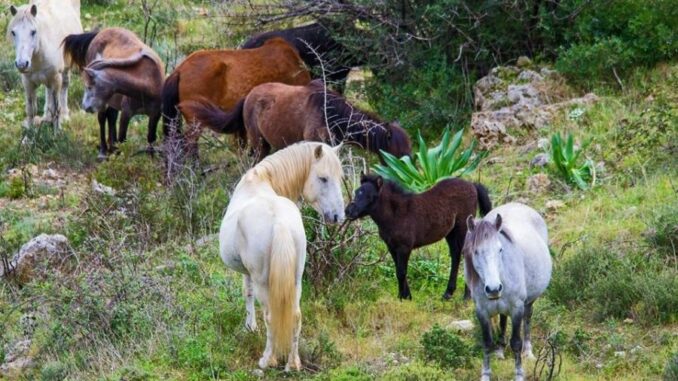 Καρδίτσα: «Μυστήριο» με την εξαφάνιση δεκάδων άγριων αλόγων από το Πετρίλο
