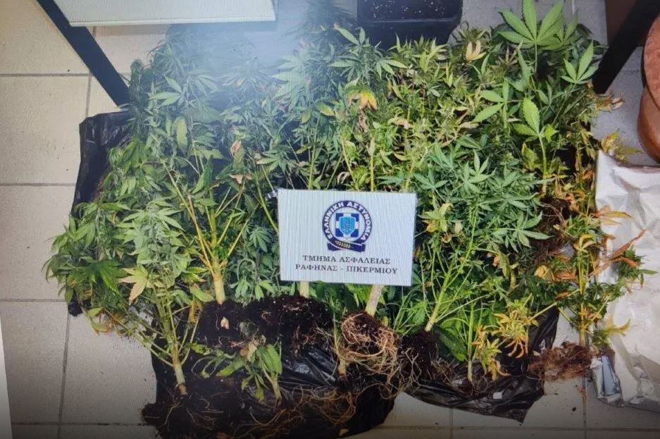 Αρτέμιδα: Έκρυβε… εργαστήριο καλλιέργειας δενδρυλλίων κάνναβης στο υπόγειο του σπιτιού του – ΦΩΤΟ