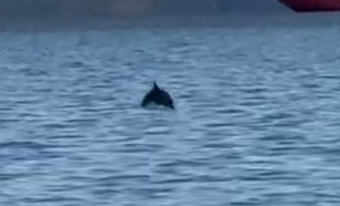 Κορινθία: Δελφίνι ξεβράστηκε νεκρό στην παραλία Κοκκωνίου – ΒΙΝΤΕΟ