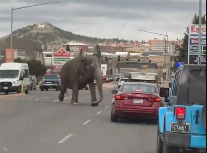 Βίντεο: Ελέφαντας «δραπέτευσε» και έκανε βόλτα σε πολυσύχναστους δρόμους