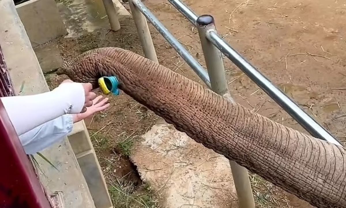 Βίντεο: Ελέφαντας επιστρέφει σε μικρό παιδί το παπούτσι του
