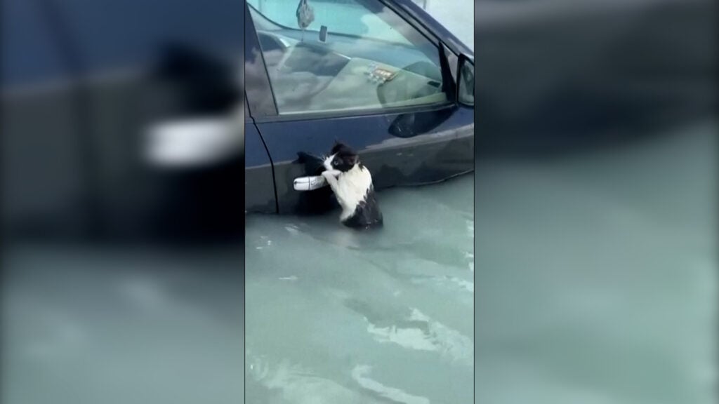 Ντουμπάι: Γάτα δίνει μάχη να σωθεί από την πλημμύρα – Ο φύλακας – άγγελος που την έσωσε 