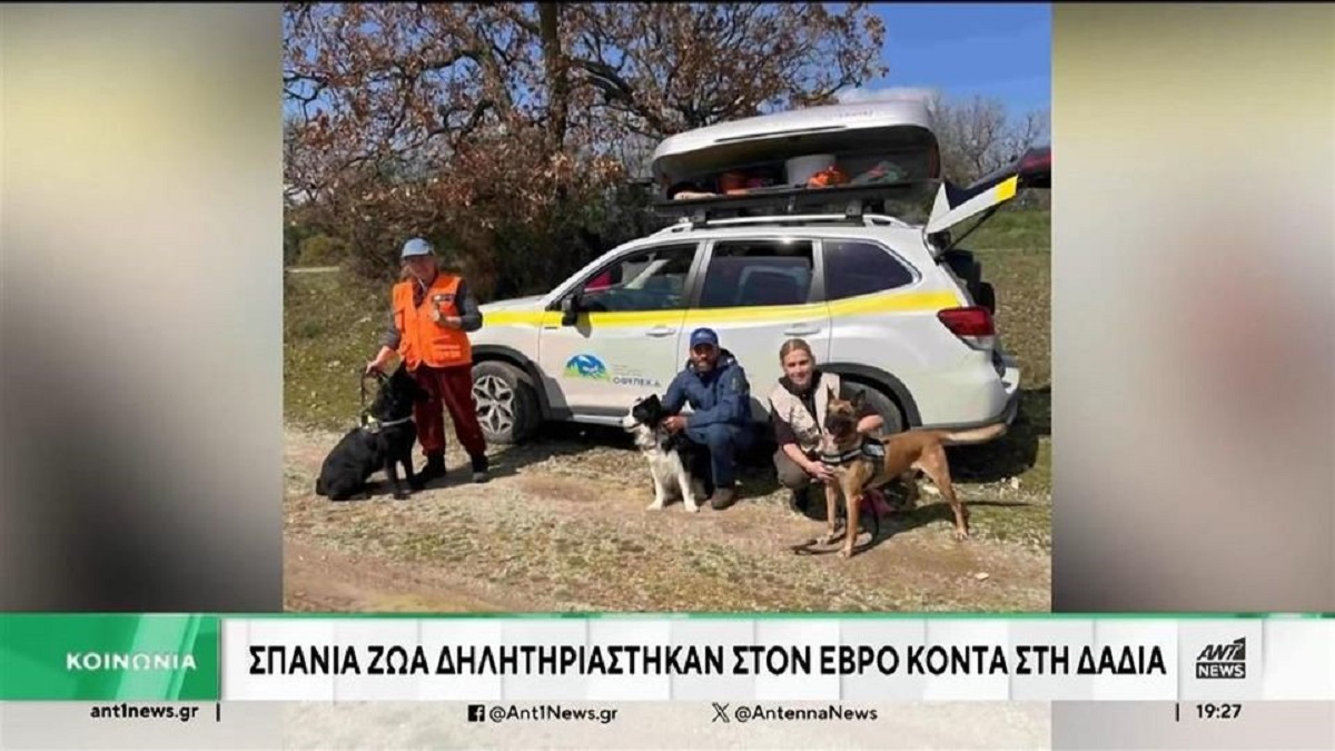 Έβρος: Δεκάδες άγρια ζώα βρέθηκαν νεκρά από δηλητηριασμένα δολώματα