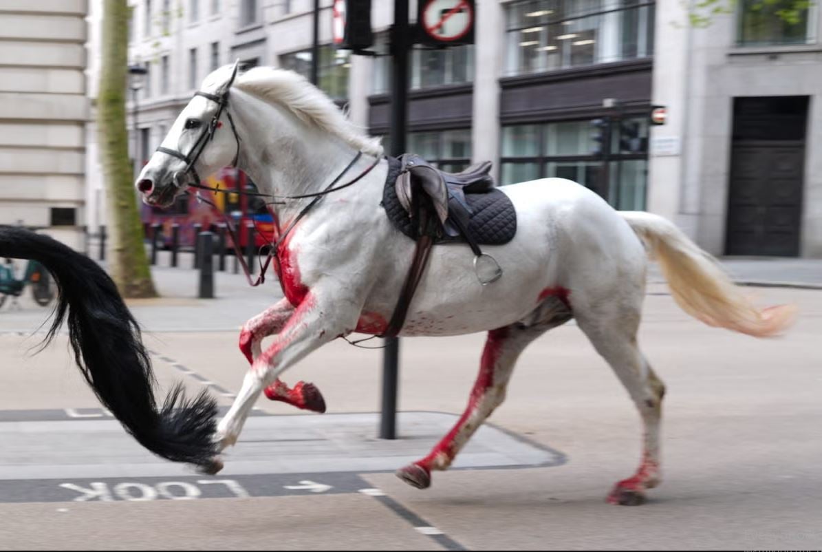Βρετανία: Σε κρίσιμη κατάσταση τα 2 βασιλικά άλογα που κάλπαζαν στο κέντρο του Λονδίνου – Τραυματισμένοι τρεις στρατιώτες
