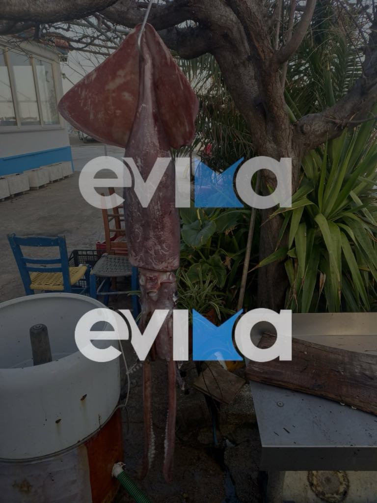 Εύβοια: Έπιασε καλαμάρι 15 κιλών