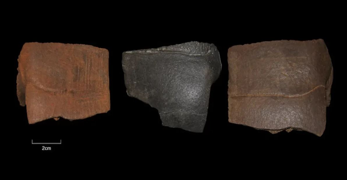 Τρία θραύσματα από καβούκια της ευρωπαϊκής λιμνοχελώνας που βρέθηκαν στο αμμοχάλικο του Barleben-Adamsee.