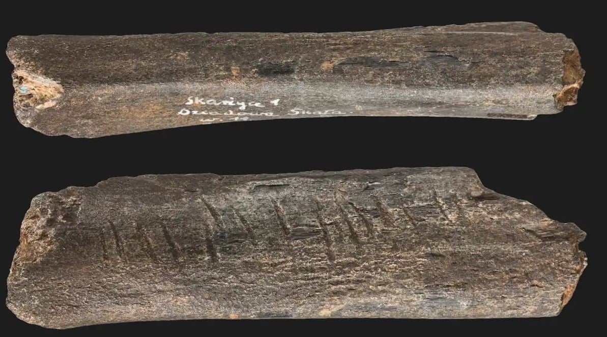 Οστό με τομές που έκαναν οι Νεάντερταλ. Βρέθηκε στο σπήλαιο στην Ντζιαντόβα Σκάλα