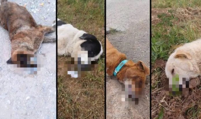 Κοπανάκι Μεσσηνίας φόλες ζώα