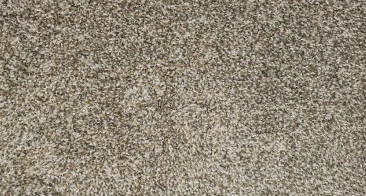 Οπτική ψευδαίσθηση