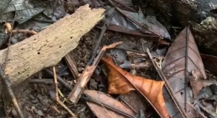 Οπτική ψευδαίσθηση