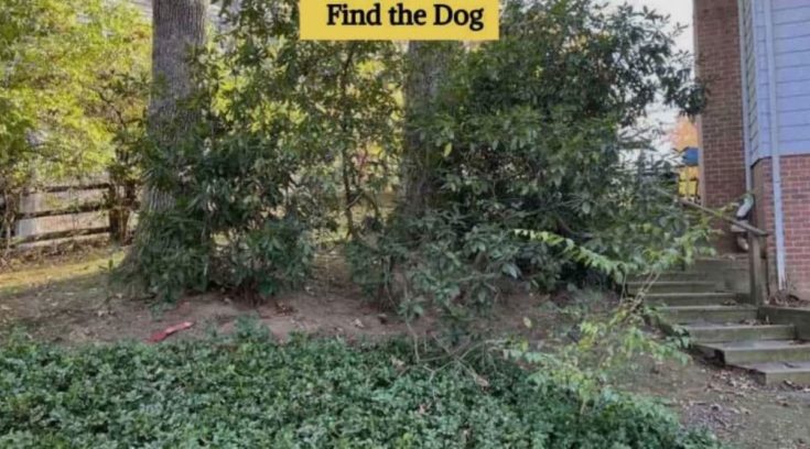 Οπτική ψευδαίσθηση