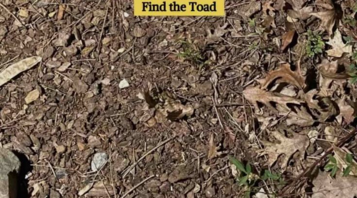 Οπτική ψευδαίσθηση