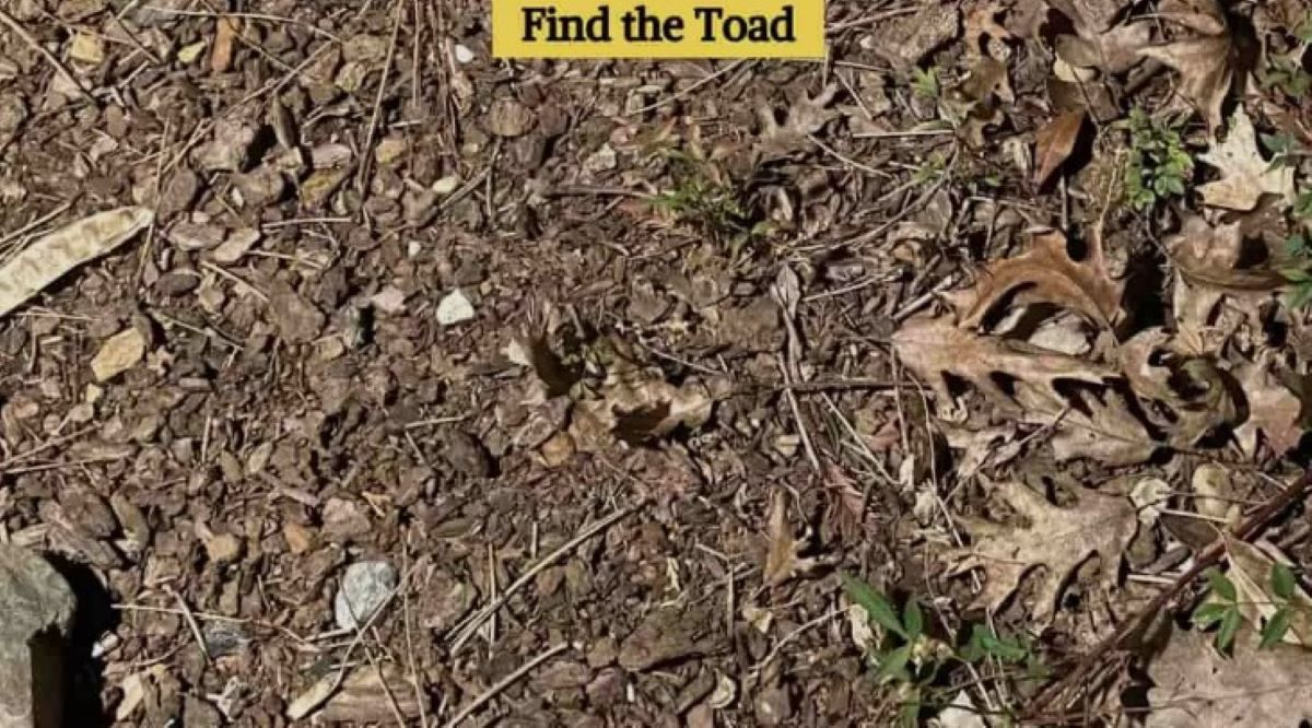 Οπτική ψευδαίσθηση