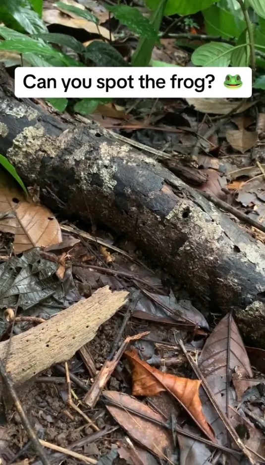 Οπτική ψευδαίσθηση