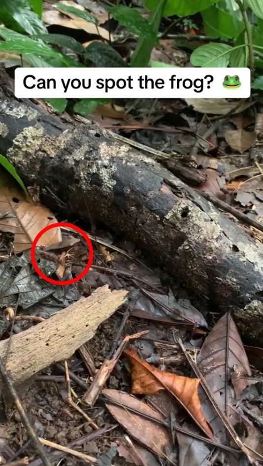 Οπτική ψευδαίσθηση