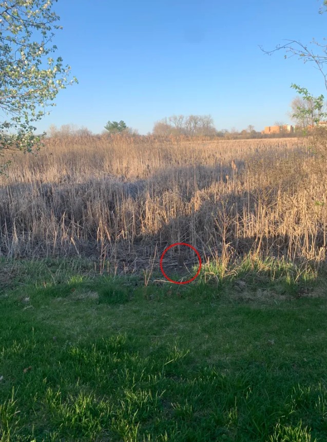 Οπτική ψευδαίσθηση