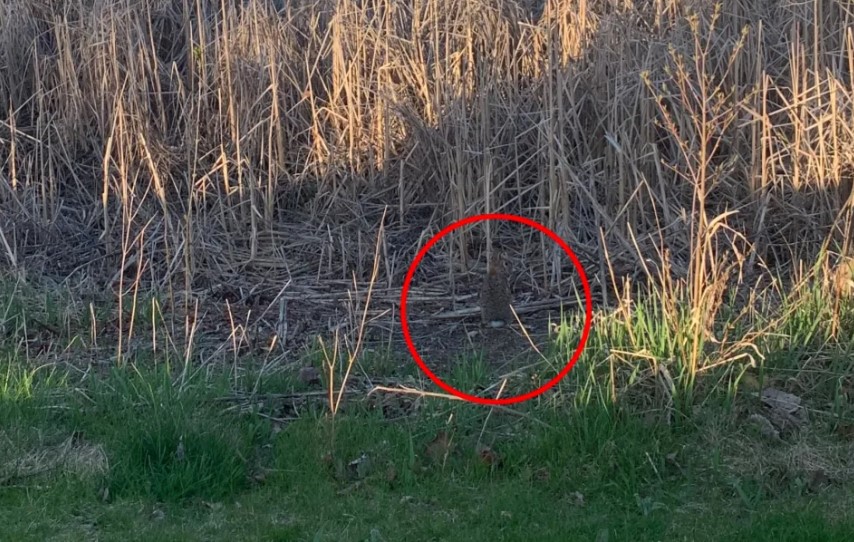 Οπτική ψευδαίσθηση