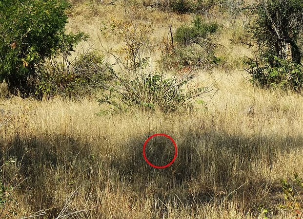 Οπτική ψευδαίσθηση