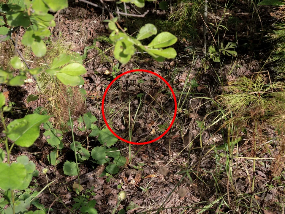 Οπτική ψευδαίσθηση