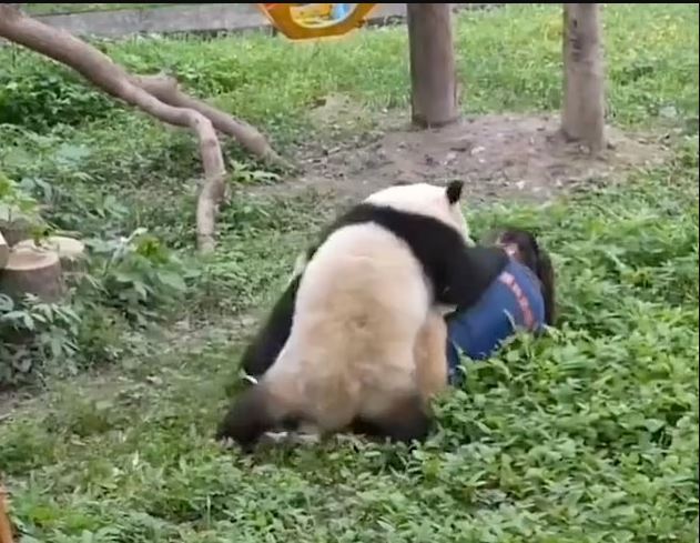 Βίντεο: Πάντα επιτίθενται σε φύλακα ζωολογικού κήπου