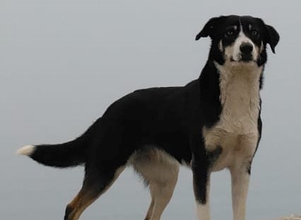 Η περιπέτεια μιας σκυλίτσας από τη Γαλλία – Χάθηκε στα ελληνοτουρκικά σύνορα και βρέθηκε στη Σερβία