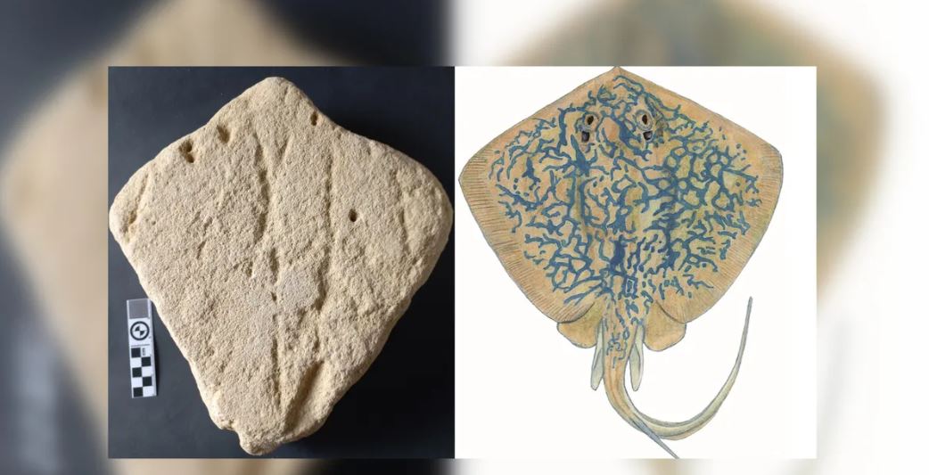 Η σύγκριση του τεχνουργήματος με την εικόνα από πραγματικό μπλε σαλάχι καθίσταται δυνατή με τις φωτογραφίες που είναι ευγενική προσφορά του Jan De Vynck (αριστερά) και των Paul Cowley και Alan Whitfield (δεξιά).