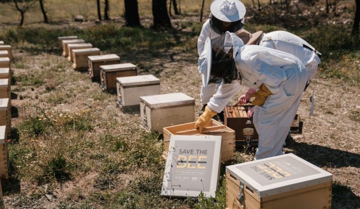 save the bee Πάρνηθα μέλισσες