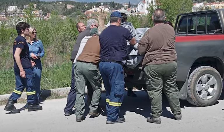 Σέρρες: Ελάφι περιφερόταν για 10 ημέρες στην πόλη – Αίσιο το τέλος της περιπέτειάς του