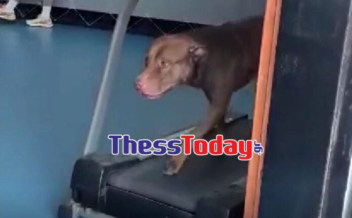 Θεσσαλονίκη: Σκύλος… κάνει προπόνηση σε γυμναστήριο – ΒΙΝΤΕΟ