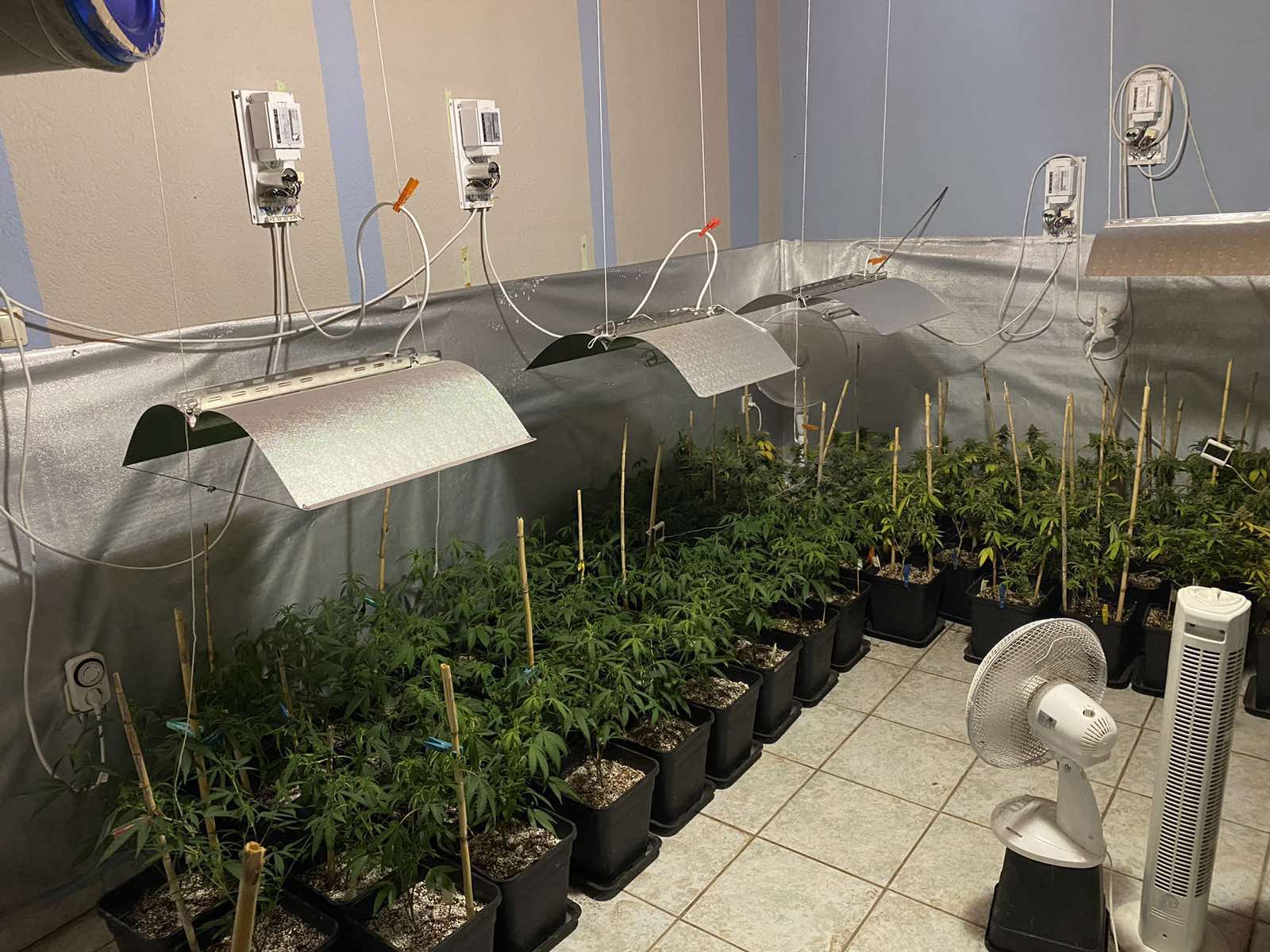 Θεσσαλονίκη: Ζευγάρι καλλιεργούσε κάνναβη σε αυτοσχέδιο θερμοκήπιο στο σπίτι τους – Βρέθηκαν πάνω από 300 δενδρύλλια – ΦΩΤΟ & ΒΙΝΤΕΟ