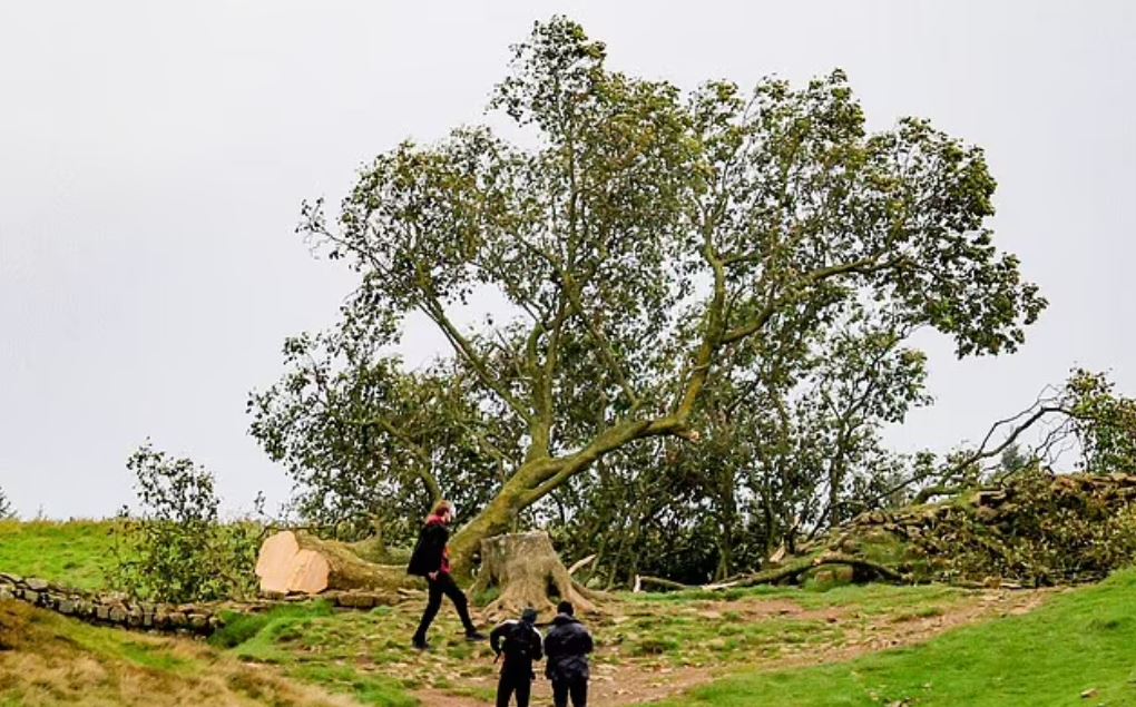 Βρετανία: Δίωξη σε βάρος δύο ανδρών για το κόψιμο του πλέον εμβληματικού δέντρου της χώρας
