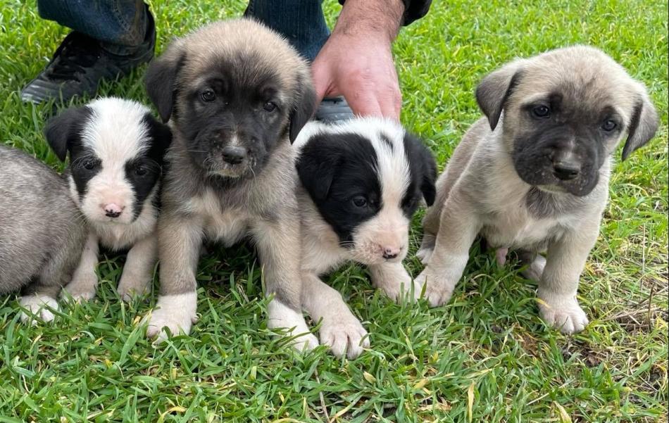 Ν. Ιωνία: 69χρονη πέταξε στα σκουπίδια 4 κουταβάκια – Διοικητικό πρόστιμο 120.000 ευρώ