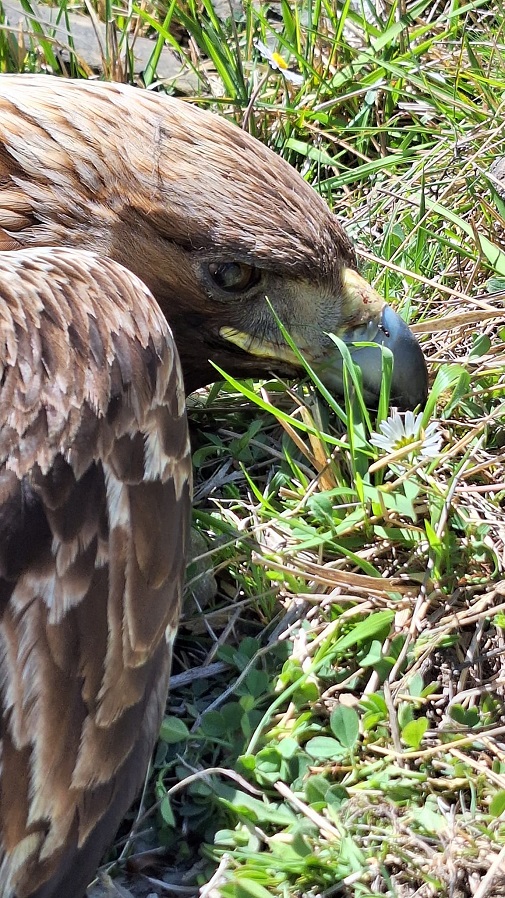 Ιωάννινα: Έριξαν δηλητηριασμένα δολώματα – Νεκρός σπάνιος χρυσαετός – ΦΩΤΟ