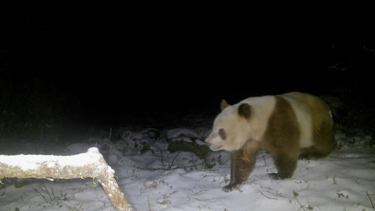 Καφέ Πάντα Κίνα