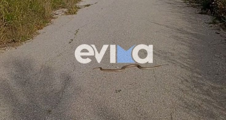 Εύβοια - Φίδια