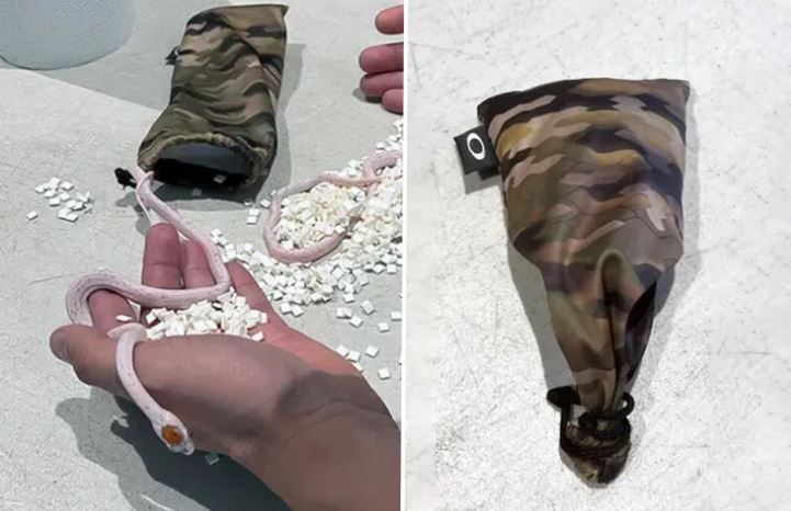 Επιβάτης αεροπλάνου είχε φίδια κρυμμένα μέσα στο παντελόνι του