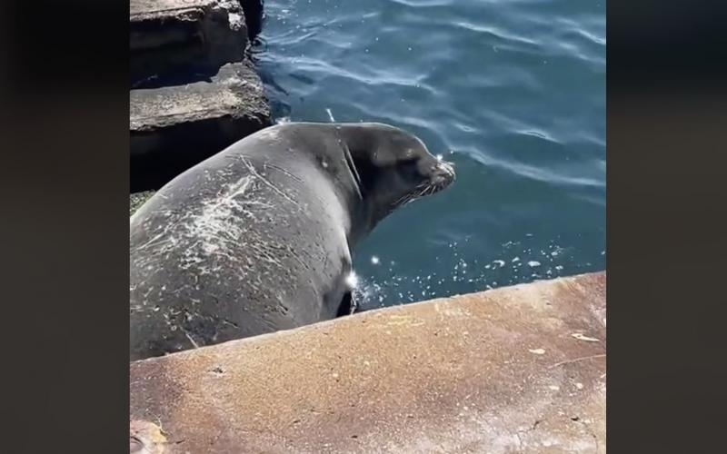 Θεσσαλονίκη: Φώκια «λιάζεται» στον Θερμαϊκό και γίνεται viral – ΒΙΝΤΕΟ