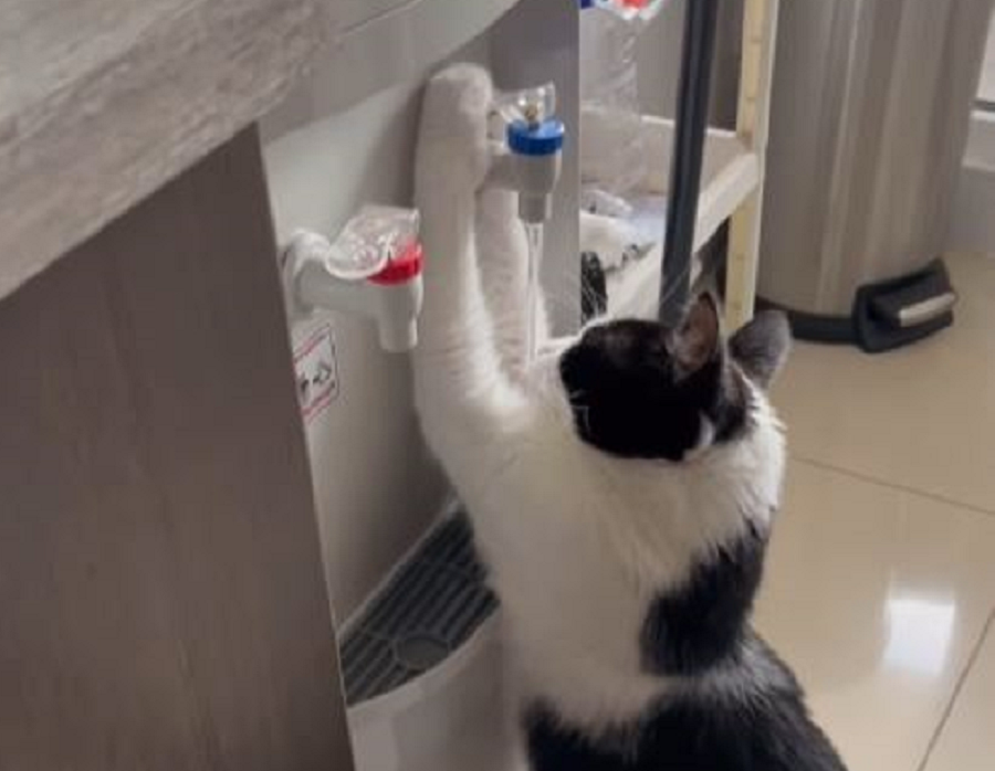 γάτα αστείο βίντεο