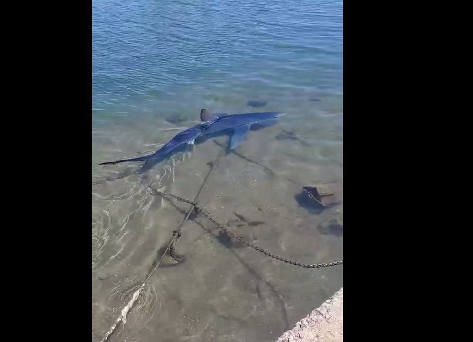 Γαλάζιος καρχαρίας στην μαρίνα της Γλυφάδας και καρχαριοειδές στον Βόλο: «Δεν είναι κάτι ασυνήθιστο» λέει ερευνήτρια του ινστιτούτου «Αρχιπέλαγος»