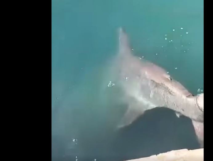 Βίντεο: Η στιγμή του απεγκλωβισμού καρχαριοειδούς μήκους 3,5 μέτρων στο λιμάνι του Βόλου