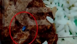 Λαμία σχολικά γεύματα γάντι