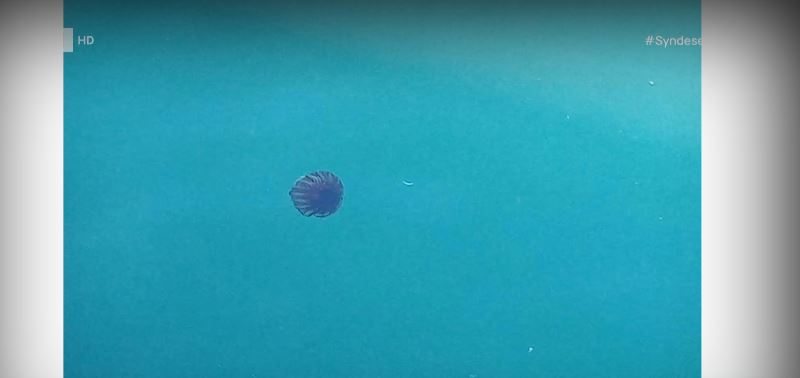 Βίντεο: Καφέ μέδουσες εμφανίστηκαν στον Θερμαϊκό Κόλπο