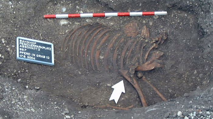 Φωτογραφία του αλόγου μετά την ανάσυρση των ανθρώπινων λειψάνων.