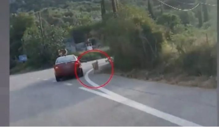 Ναύπλιο - Κακοποίηση ζώου