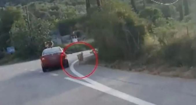 Ναύπλιο: «Δεν έμπαινε στο αυτοκίνητο, δεν κακοποιήσαμε κανένα ζώο» λένε οι επιβαίνοντες για τον σκύλο που έτρεχε στο πλάι με λουρί