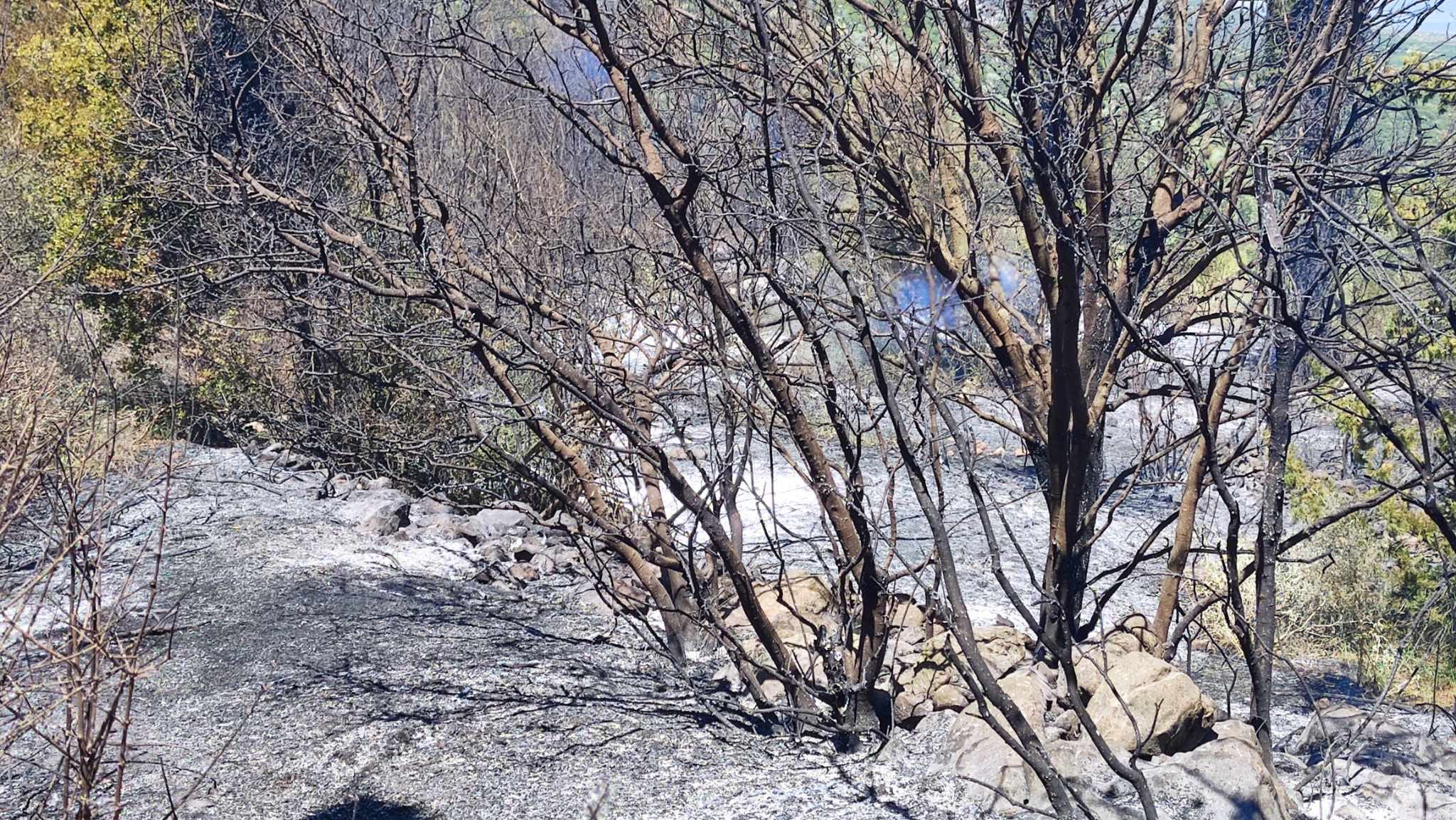 Βοιωτία: Χωρίς ενεργό μέτωπο η φωτιά στην Αγία Τριάδα