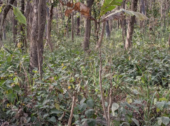 οπτική ψευδαίσθηση